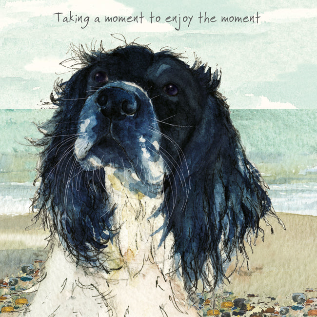 Little Dog Laughed - Springer Spaniel Greeting Card