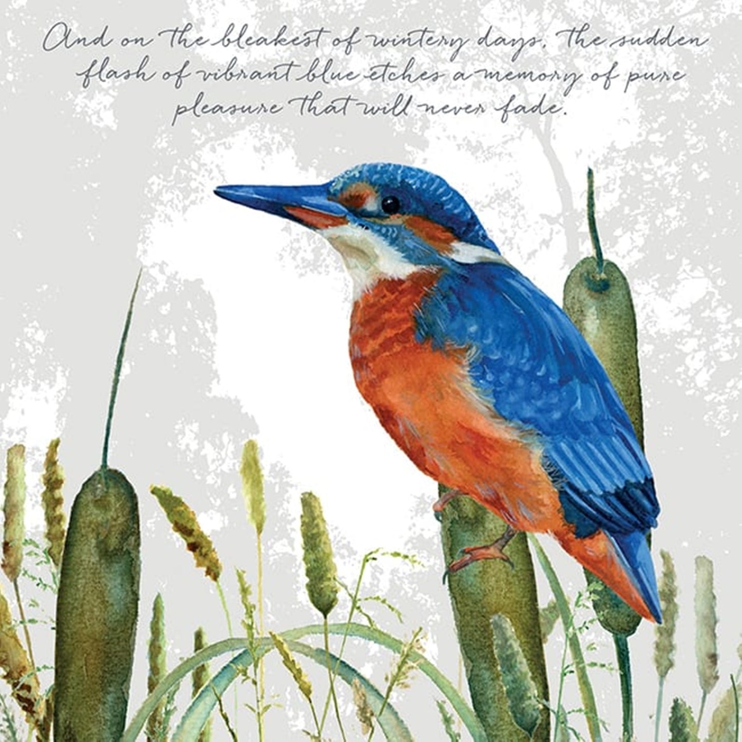 Kingfisher Greeting Card